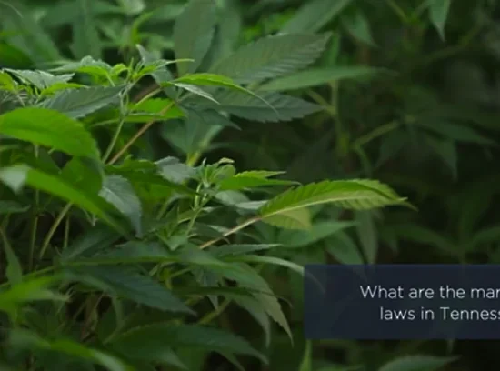 What Are the Marijuana Laws In Tennessee?
